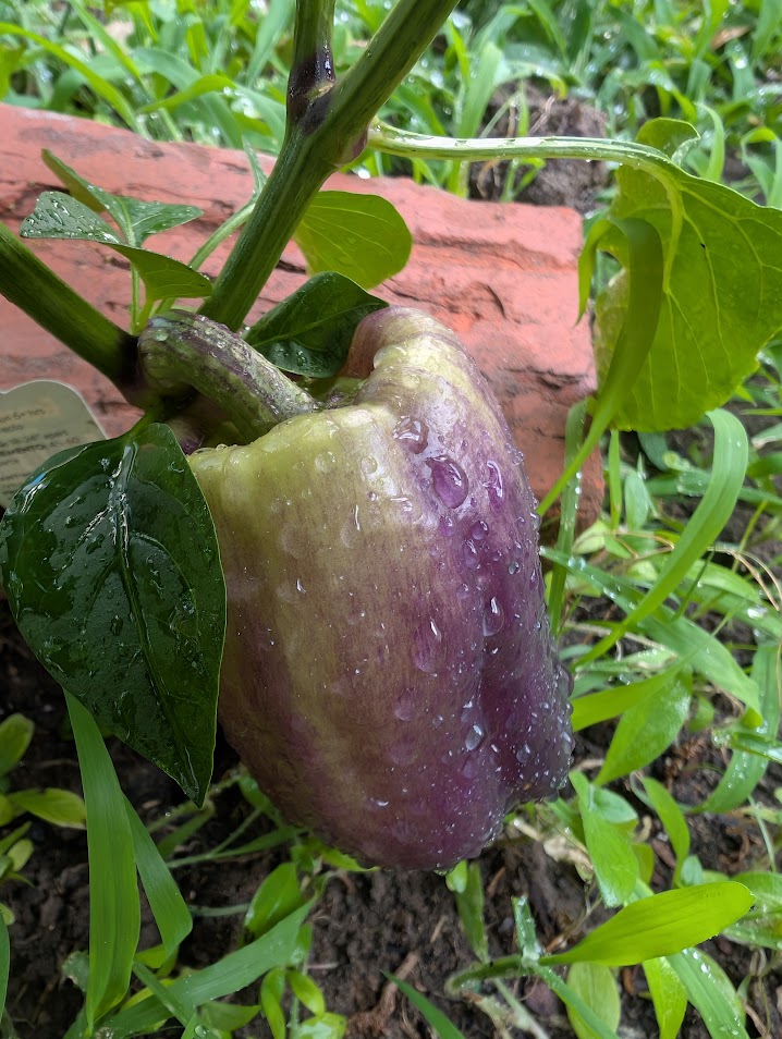 purple bell pepper