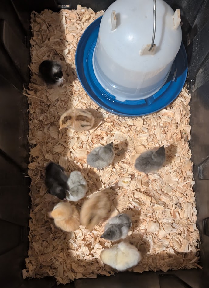 baby chicks