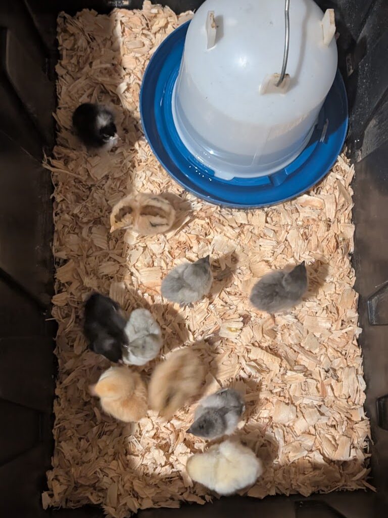 baby chicks in the city