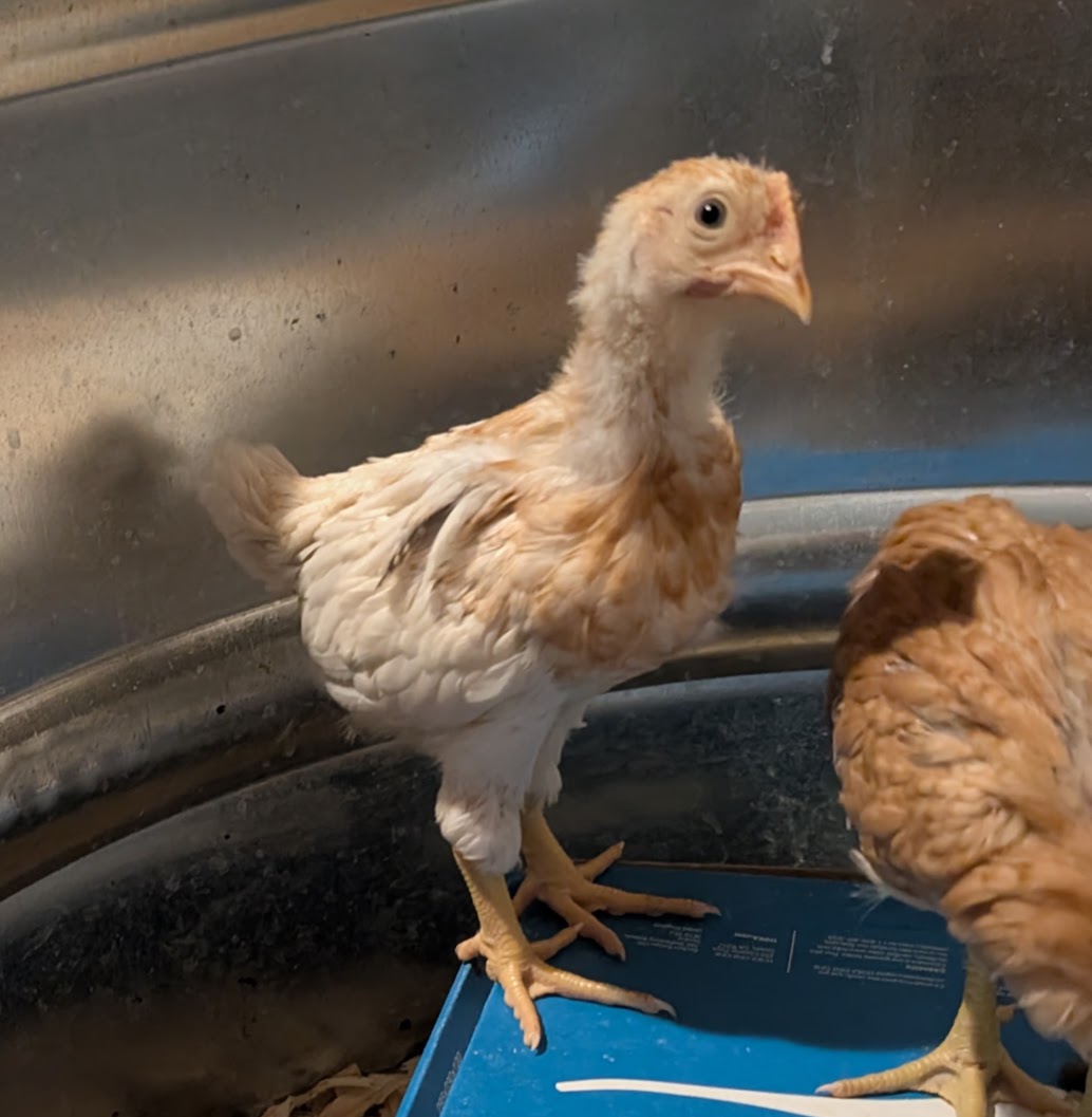 bertha downtown chicken bertha downtown chicken