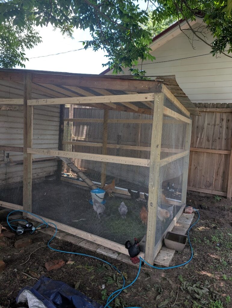 downtown chicken run